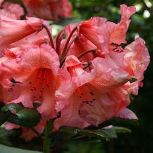 Rhododendron Hybrid 'Tortoiseshell Orange'