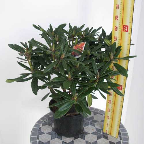Rhododendron Hybrid 'Tortoiseshell Orange'