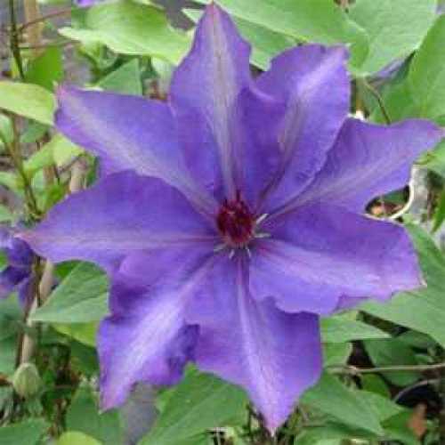 Clematis The President (Climber)