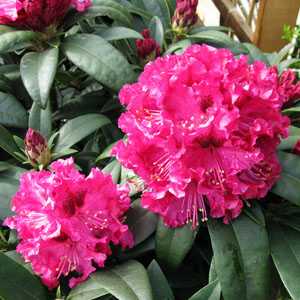 Rhododendron 'Marie Forte' (Fortie)