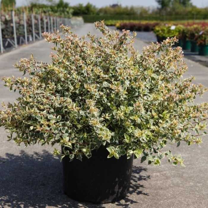 5696_500_031622_Abelia_Sparkling_silver_large_pot.jpg
