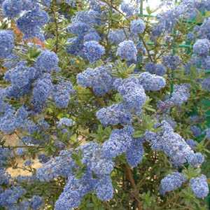 Ceanothus Impressus Italian Skies Trellis Climber 20 Ltr (Californian Lilac)