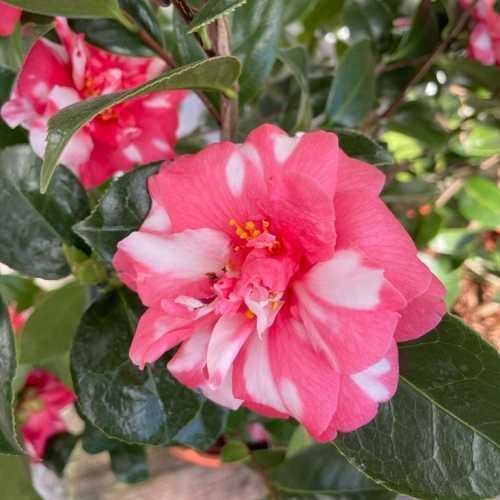 Camellia Japonica William Bartlett