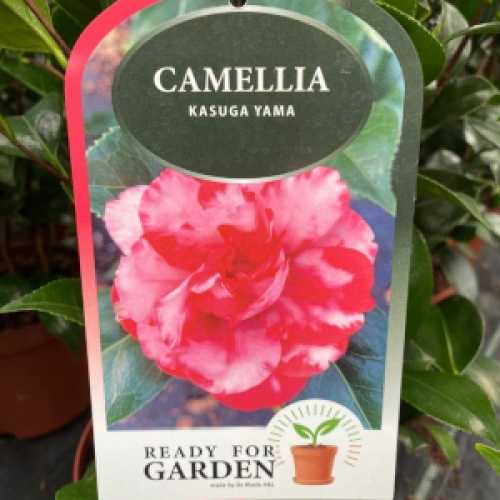 Camellia Japonica 'Kasuga-Yama'