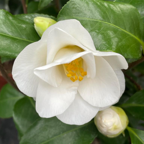 Camellia Japonica Myaki Dori
