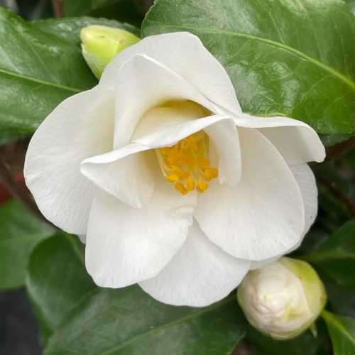 Camellia Japonica Myaki Dori