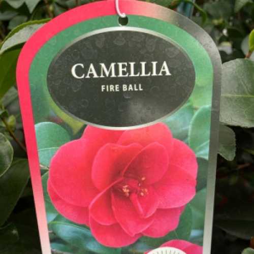 Camellia Japonica 'Fire Ball'