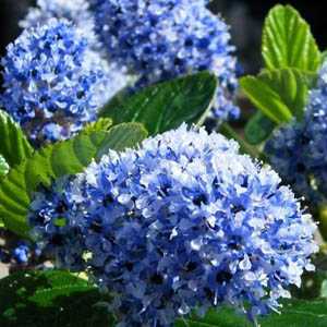 Ceanothus Arboreus Trewithan Blue (Californian Lilac) Trellis Climber 20ltr