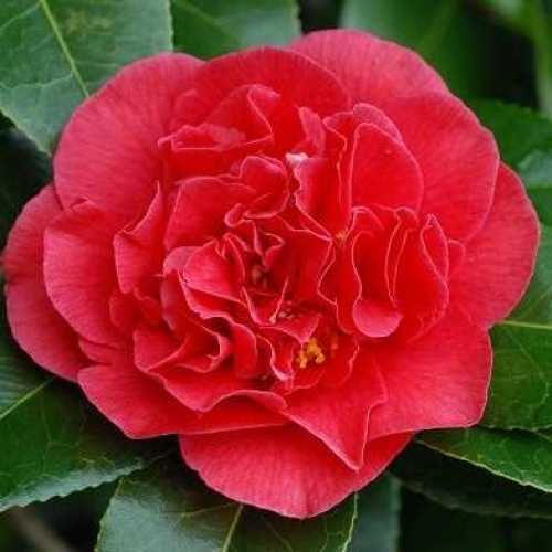 Camellia Japonica Kramer Supreme