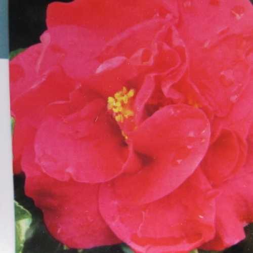 Camellia Japonica 'Kramer Supreme'