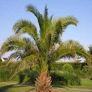 Phoenix Palm 4 Litre Pot