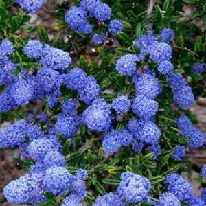 Ceanothus Thyrsiflorus Concha Trellis Climber 20 Ltr (Californian Lilac)