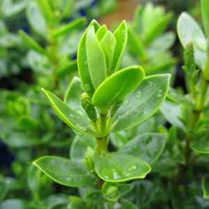 Cheap Hebe Margaret Plants Online : Order Hebe plants 