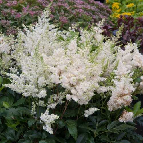5845_500_030228_Astilbe_Astary_White_1_300.jpg
