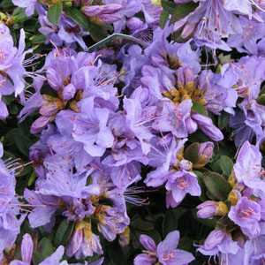 Rhododendron Dwarf 'Blue Tit Major'