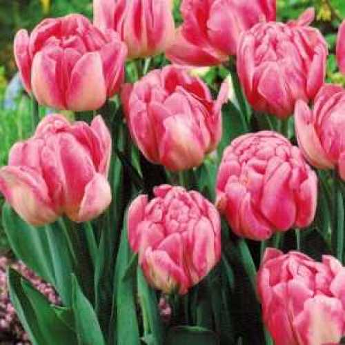 Buy Double Early Foxtrot Tulip Bulbs Buy Tulip Bulbs UK Flower Bulbs