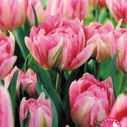 Buy Double Tulip Bulbs Cheap Tulip Bulbs Finola Tulips