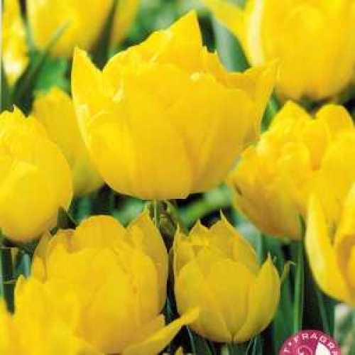 Cheap Tulip Yellow Double Tulips For Sale Cheap Tulip Bulbs