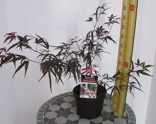 Acer Palmatum 'Atrolineare' (Red Strap leaf Maple)