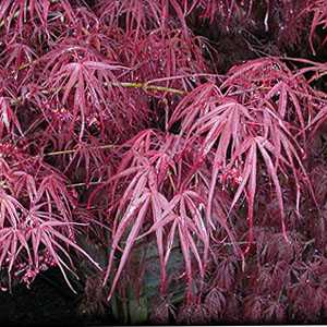 Acer Palmatum 'Atrolineare' (Red Strap leaf Maple)