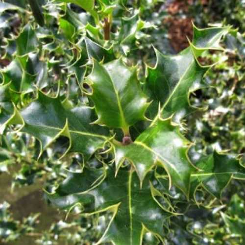 Ilex Aquifolium Common Holly/English Holly Hedging 80-100cm 20ltr