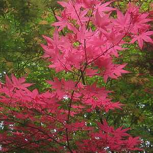 Acer Palmatum 'Beni Komachi'