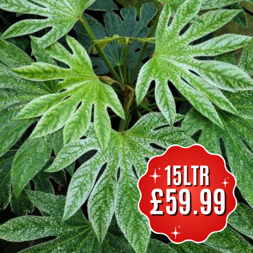 Quality Aralia Fatsia Spiders  Buy Fatsia Online Fatsia Spiders