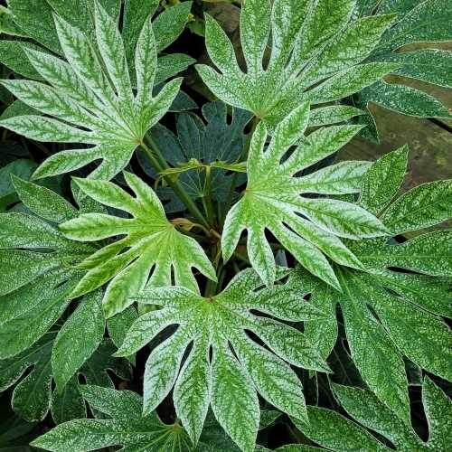 5952_500_044735_Fatsia_spiders_Web_3_300.jpg