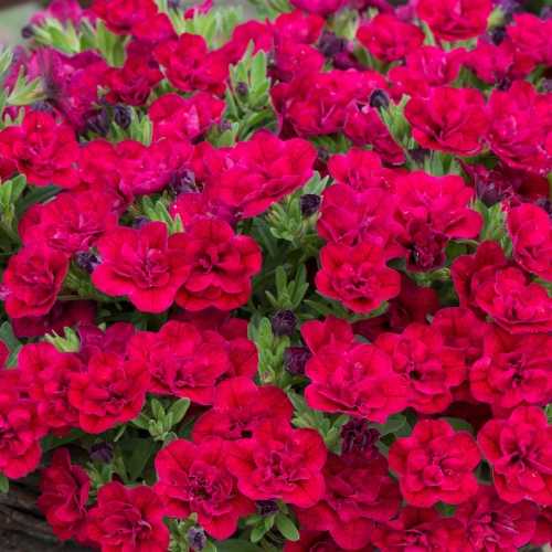 9cm Basket Plant Calibrachoa (Million Bells) Double Red