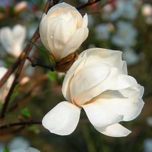 Magnolia Loebneri 'Merrill'