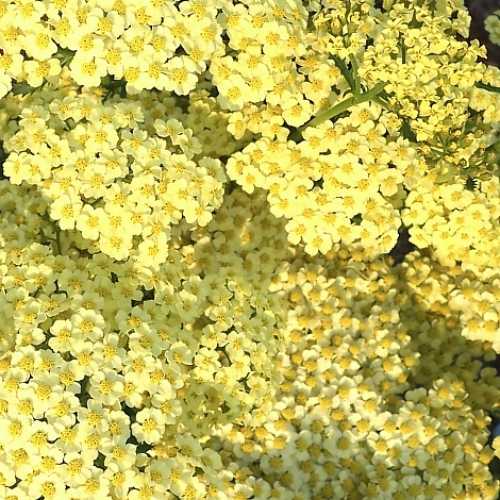 Achillea 'Rainbow Yellow Bouquet'