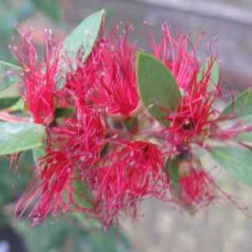 Callistemon Laevis Bottlebrush