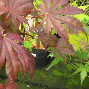 Acer Palmatum 'Nathan'