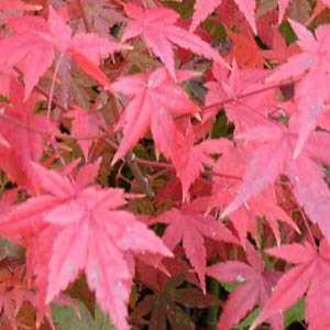 Acer Palmatum 'Okagami'