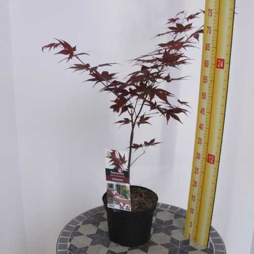 Acer Palmatum 'Okagami'