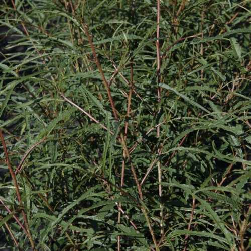 Frangula Alnus 'Aspleniifolia' Alder Buckthorn