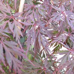 Acer Palmatum 'Orangeola'