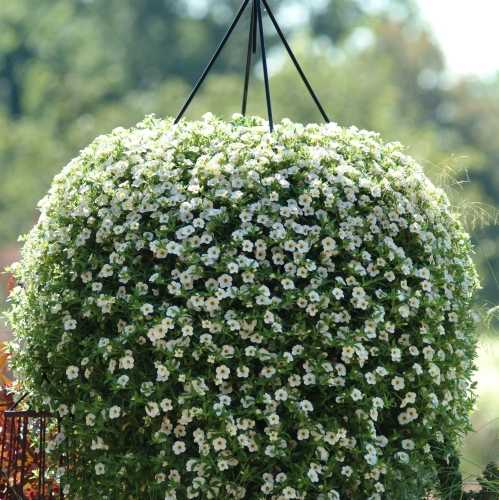 9cm Basket Plant Calibrachoa (Million Bells) White