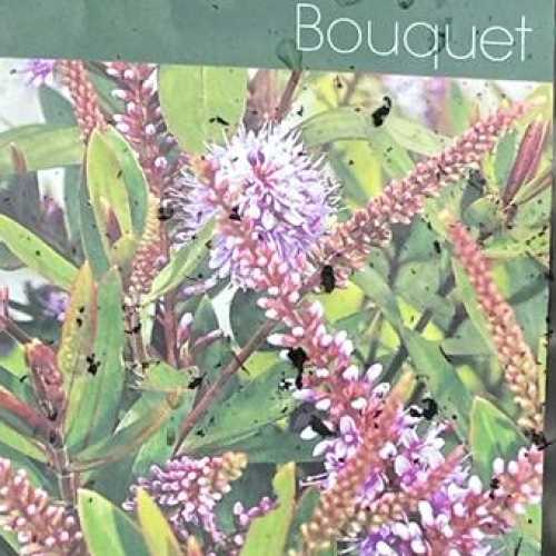 Hebe Bouquet