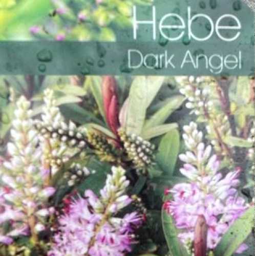 Hebe Dark Angel
