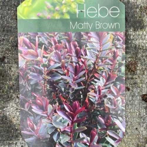 6080_500_120408_Hebe_Matty_Brown_Label_300.jpg