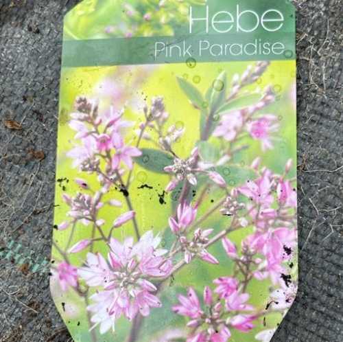 6085_500_111947_Hebe_Pink_Paradise_Label_300.jpg