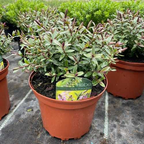 6085_500_111947_Hebe_Pink_Paradise_Pot_300.jpg