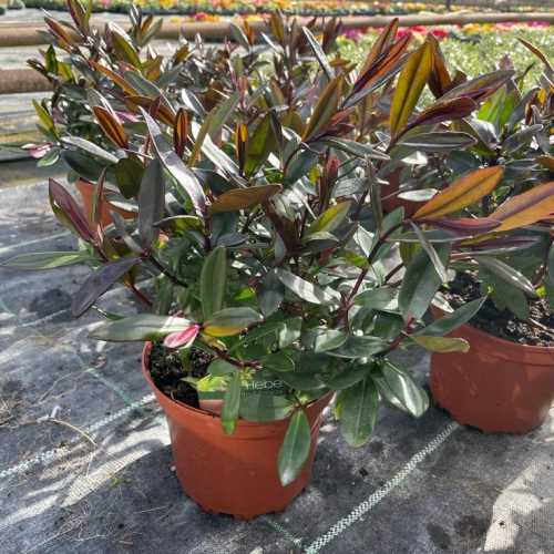 6091_500_024258_Hebe_Santa_Monica_Pot_300.jpg