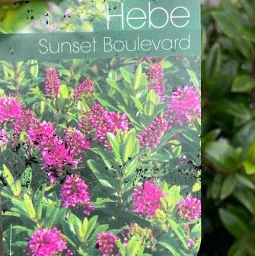 6092_500_121022_Hebe_Sunset_Boulevard_Label_300.jpg
