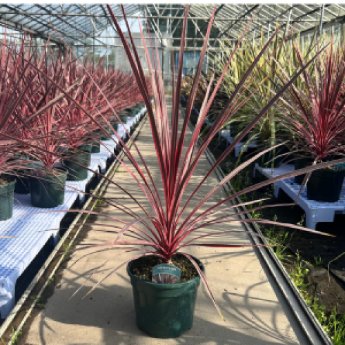 6126_500_095500_Cordyline_Charlie_Boy.png