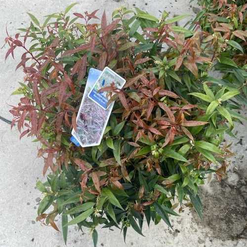 6127_500_021308_Leaucothoe_Keiskei_Burning_Love_300.jpg