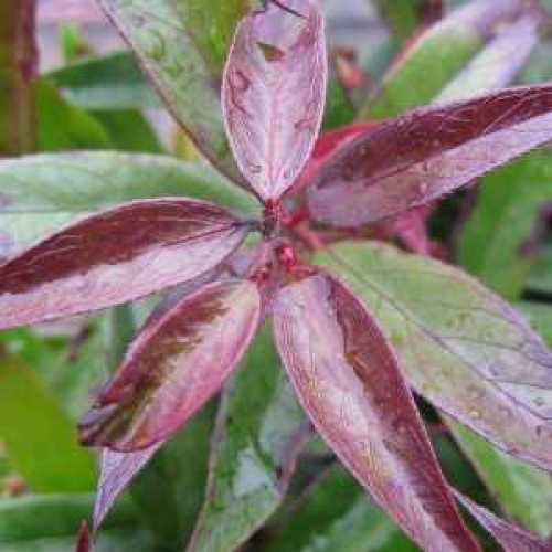 6127_500_021308_Leucothoe_Keiskei_Burning_Love_Close_300.jpg