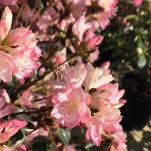 BuyAzalea Peggy Anne Online Plants Galore Online Essex
