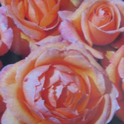 Lady Marmalade Floribunda Rose